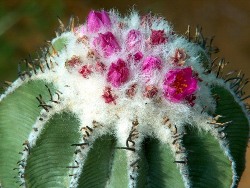 Aztekium_hintonii_